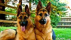 [Pics] This Is Why Your Dog Follows You Into The Bathroom. I Never Knew This